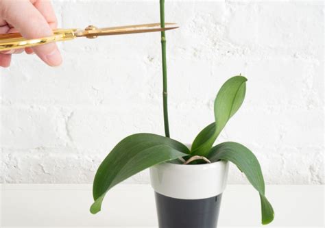 How to Care for Orchids .